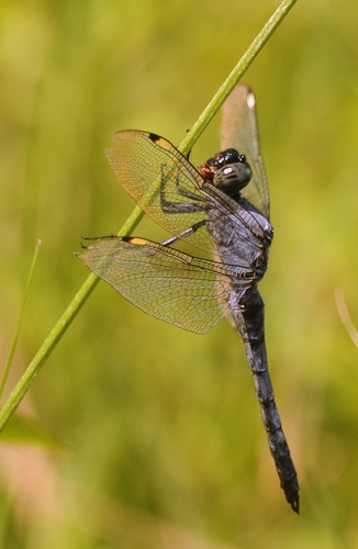 Male
2014_07_04_Floyd
